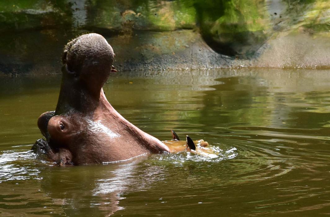 WET FUN: A hippopotamus on a rainy day at Thiruvananthapuram Zoo, UNI