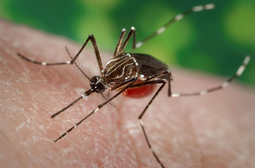 Indian scientists at Pune’s NIV detect new strain of dengue virus