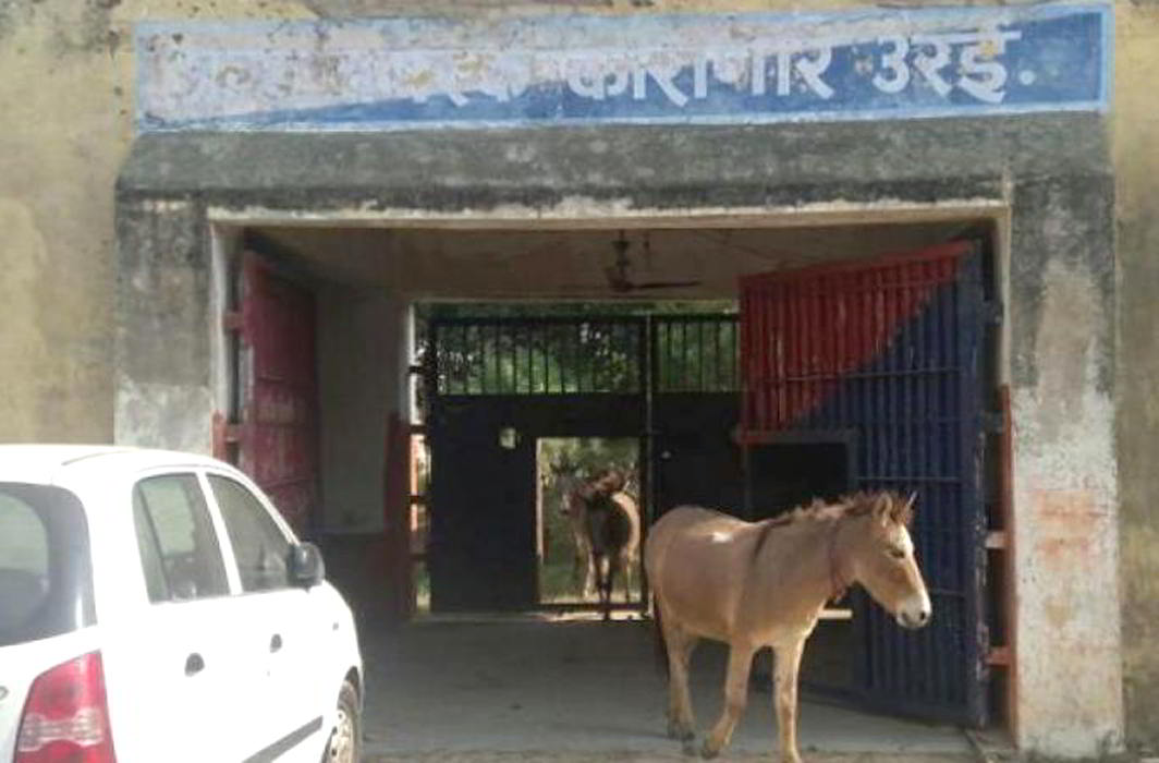 All are equal in the eyes of law: donkeys jailed, let out after four days