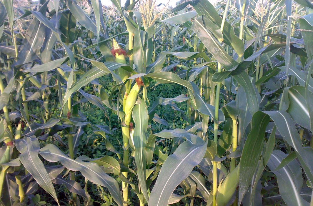 Scientists a step closer to developing disease resistant maize variety