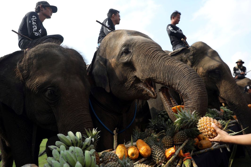 TREAT THE JUMBOS: People feed elephants before a match at the annual King's Cup Elephant Polo Tournament at a riverside resort in Bangkok, Thailand, Reuters/UNI