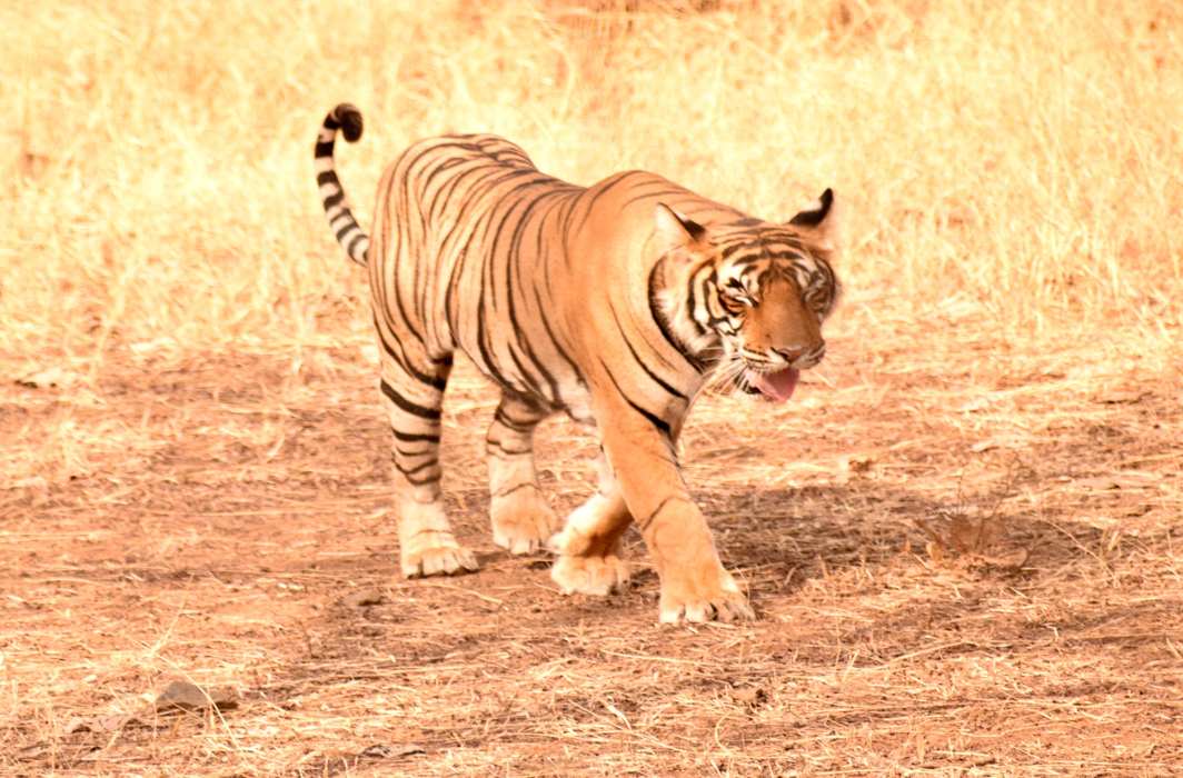 FOREST PRINCE: A tiger enjoys a pleasant morning in Ranthambore, UNI