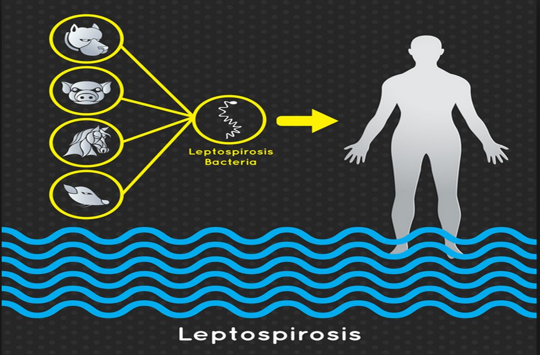 Scientists a step closer to potential vaccine against Leptospirosis