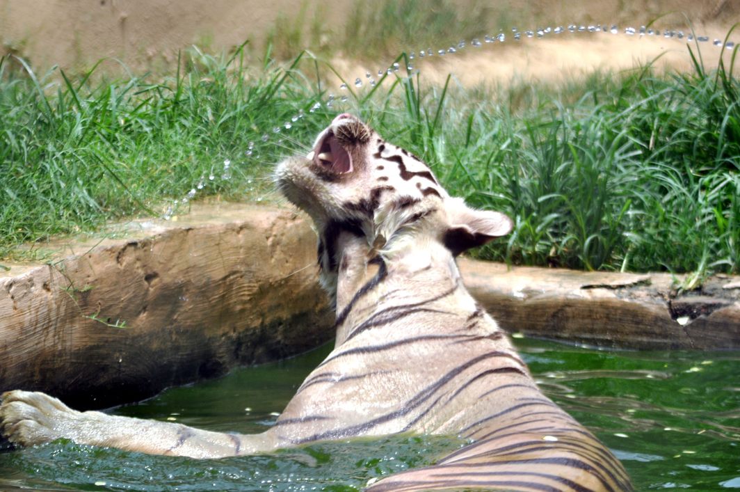 A white tiger resting in a water pool at its enclosure at the zoo to cool off during a hot summer afternoon, as temperature crosses 42 degrees in Lucknow, UNI