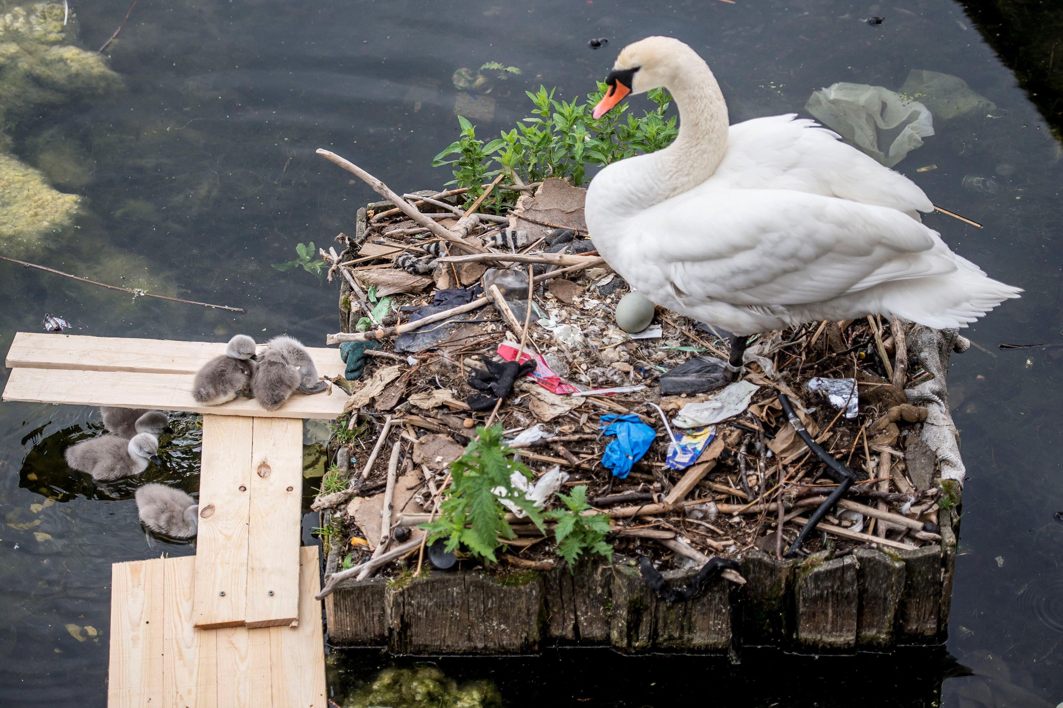 A swan and its cygnets are seen in a nest made partly of rubbish from the lake near Queen Louise's Bridge in Copenhagen, Denmark, Ritzau Scanpix/ Mads Claus Rasmussen/Reuters/UNI