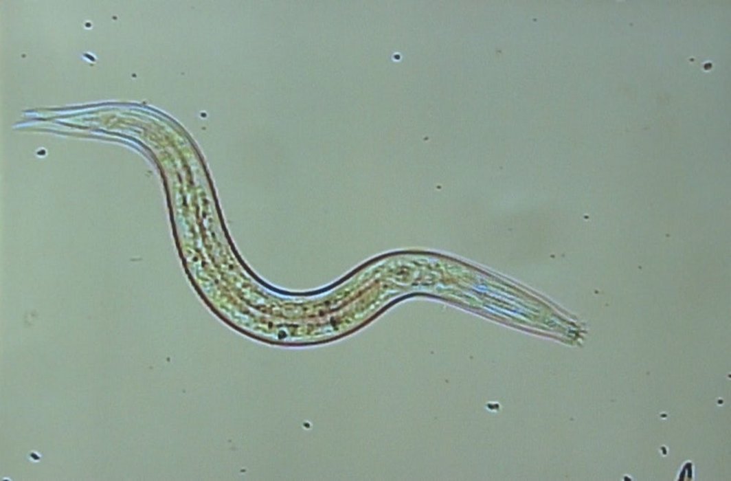 World oldest living creatures: 42,000 year old worms from Siberian permafrost revived