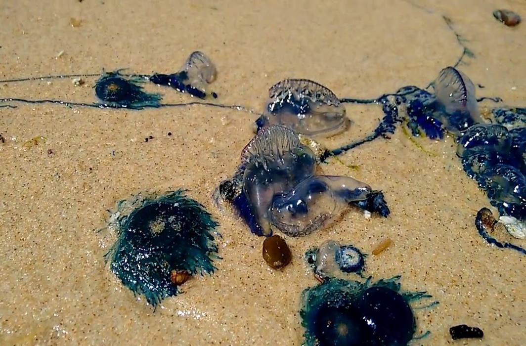 Attack of Blue bottles – the Portugese Man O’ War – on Mumbai beaches leaves over 150 injured