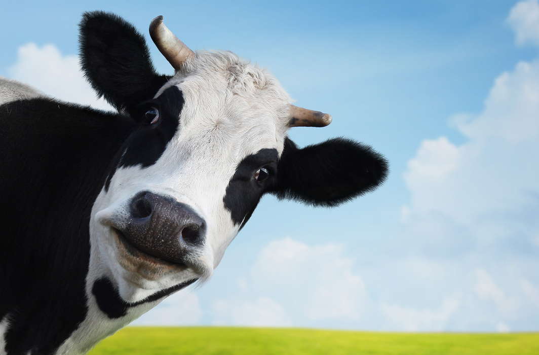 Cows exhale oxygen, should be declared Rashtra Mata, says Uttarakhand Assembly