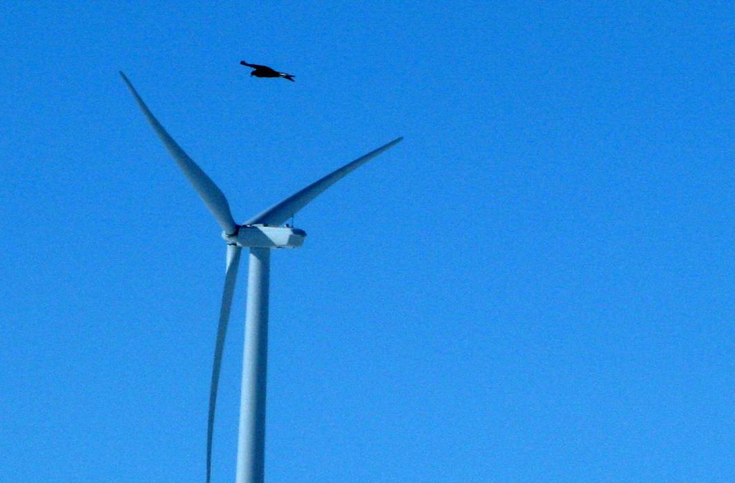 Ecological impact of wind turbines: they act as apex predators, wipe out birds of prey