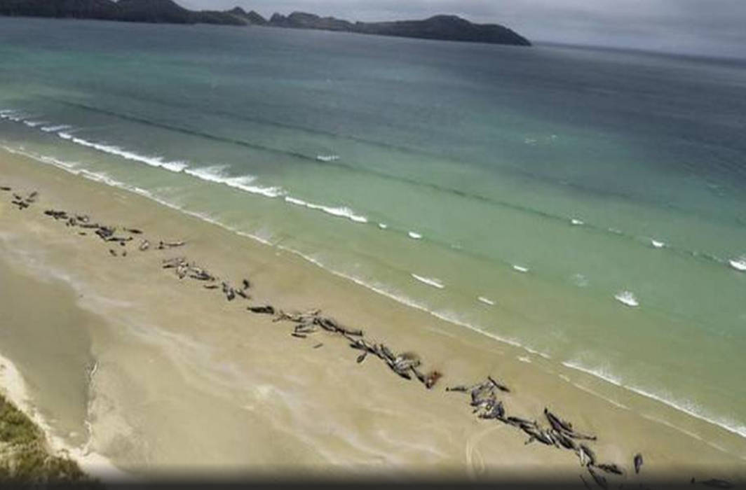 51 pilot whales die in another mass stranding in New Zealand
