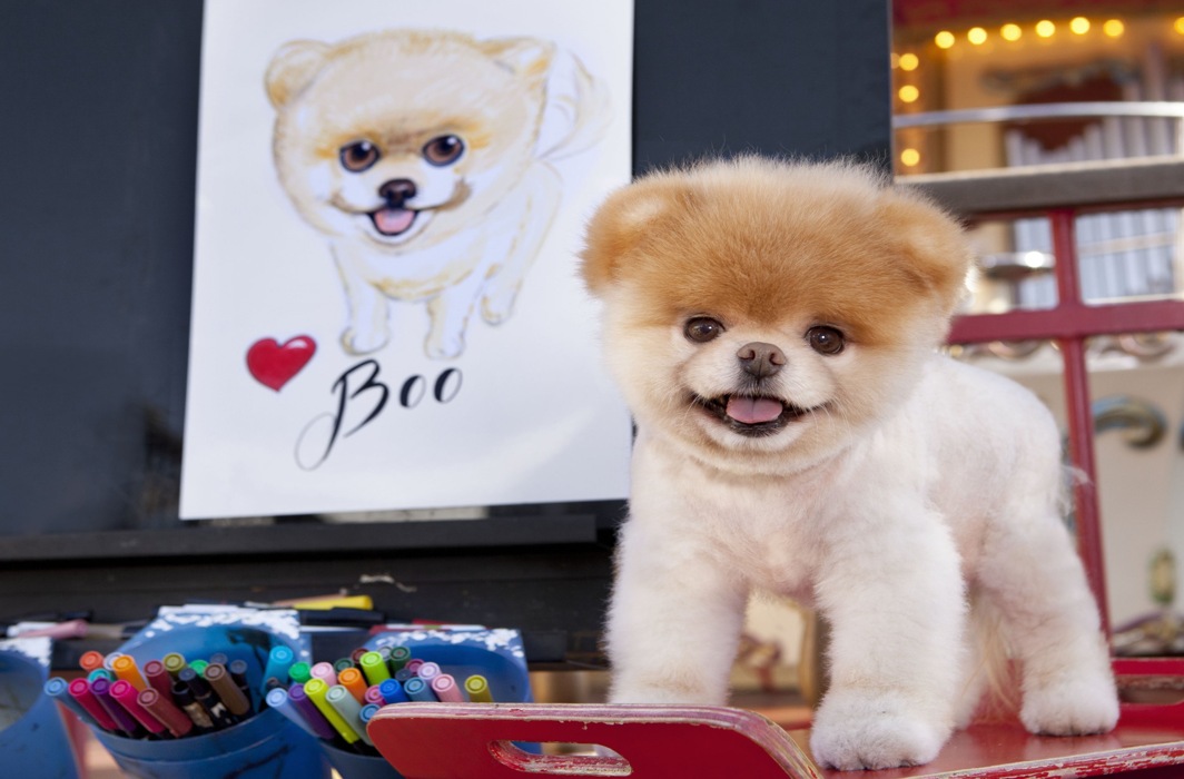 Boo ‘The world’s cutest dog’ died at the age of 12