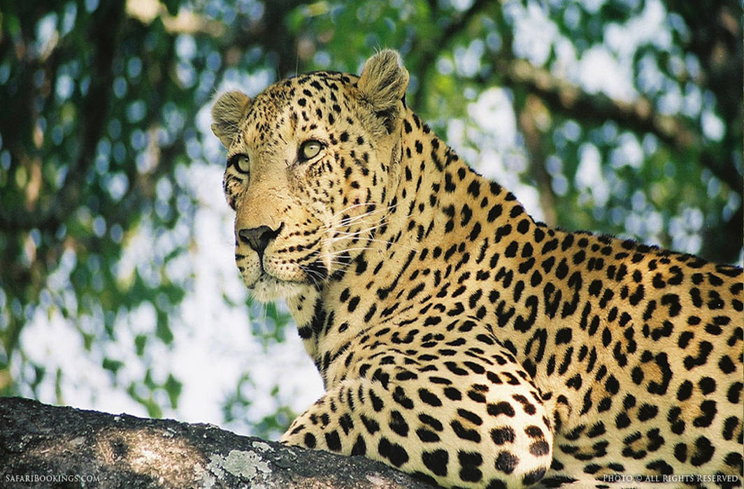 Leopard in Greater Noida village