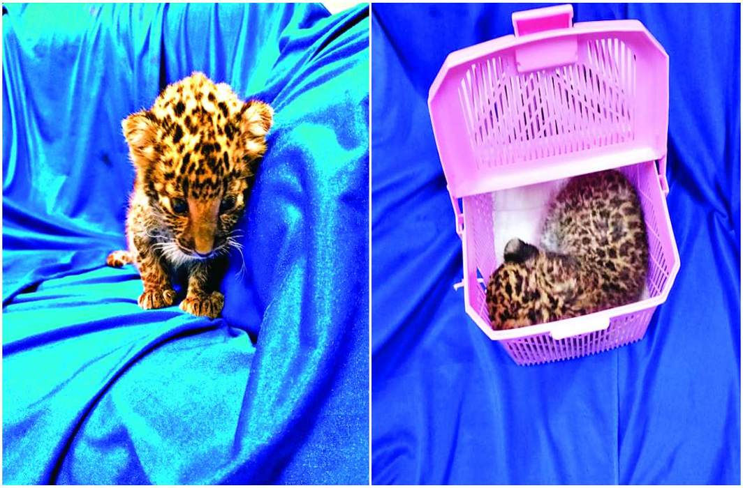 Air intelligence unit and customs officials found a Leopard cub at Chennai airport
