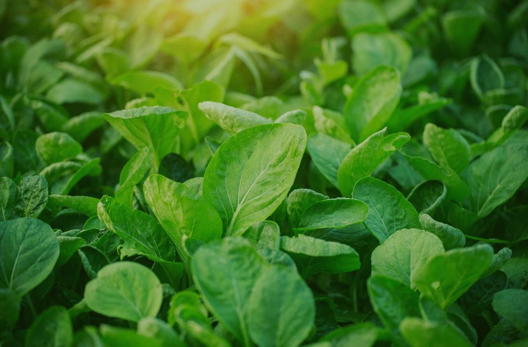 Wonderful-benefits-of-spinach