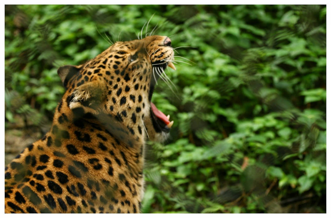 Woman killed by leopard in Uttarakhand; locals demand compensation