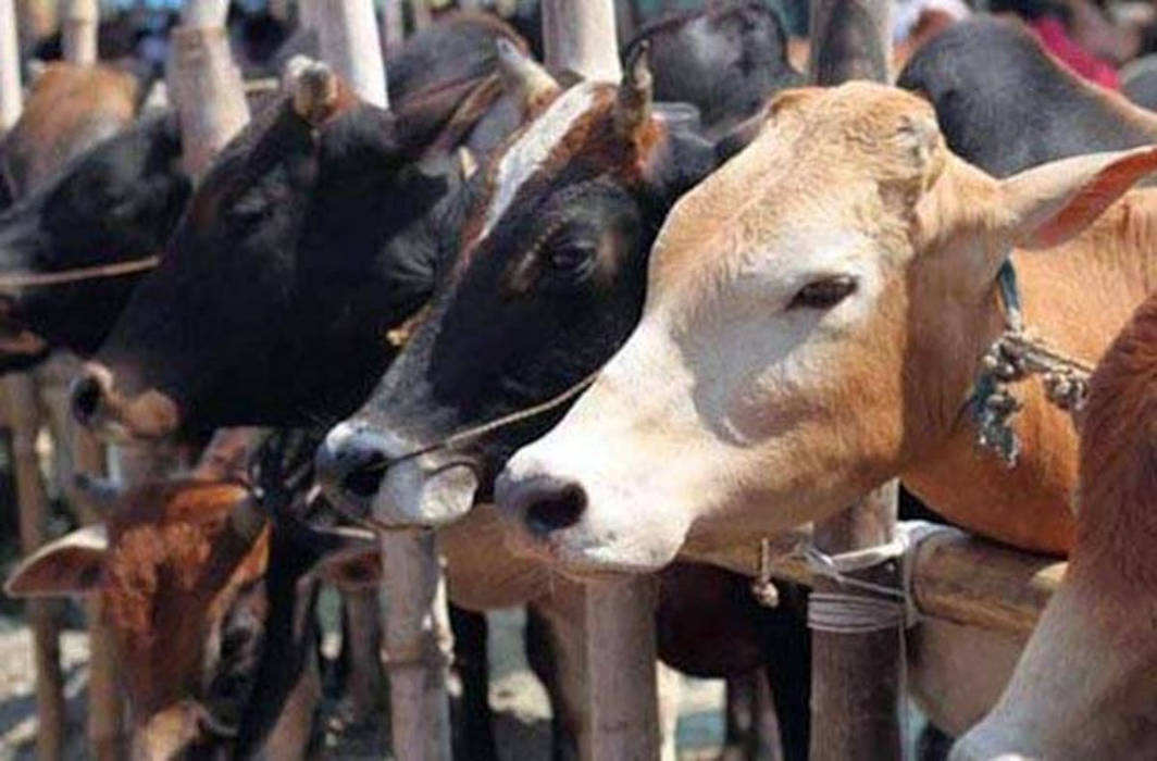 Goa Congress accuses: ‘BJP’s beef ban policy is divisive’