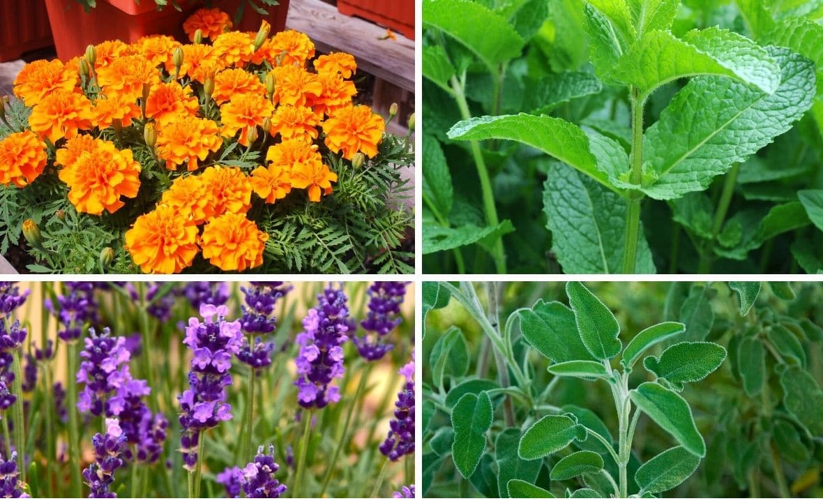 Put these six plants to keep away mosquitoes naturally