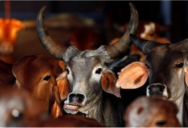 cow slaughter law