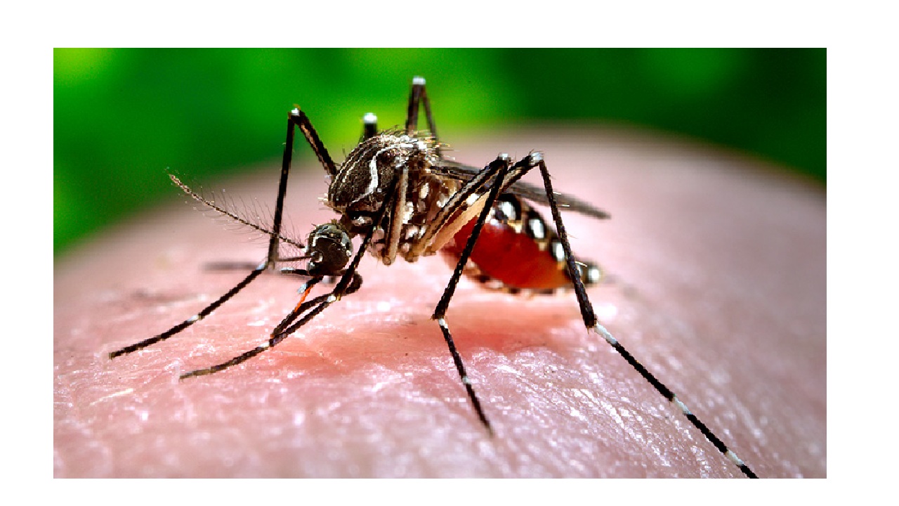 Dengue mosquito