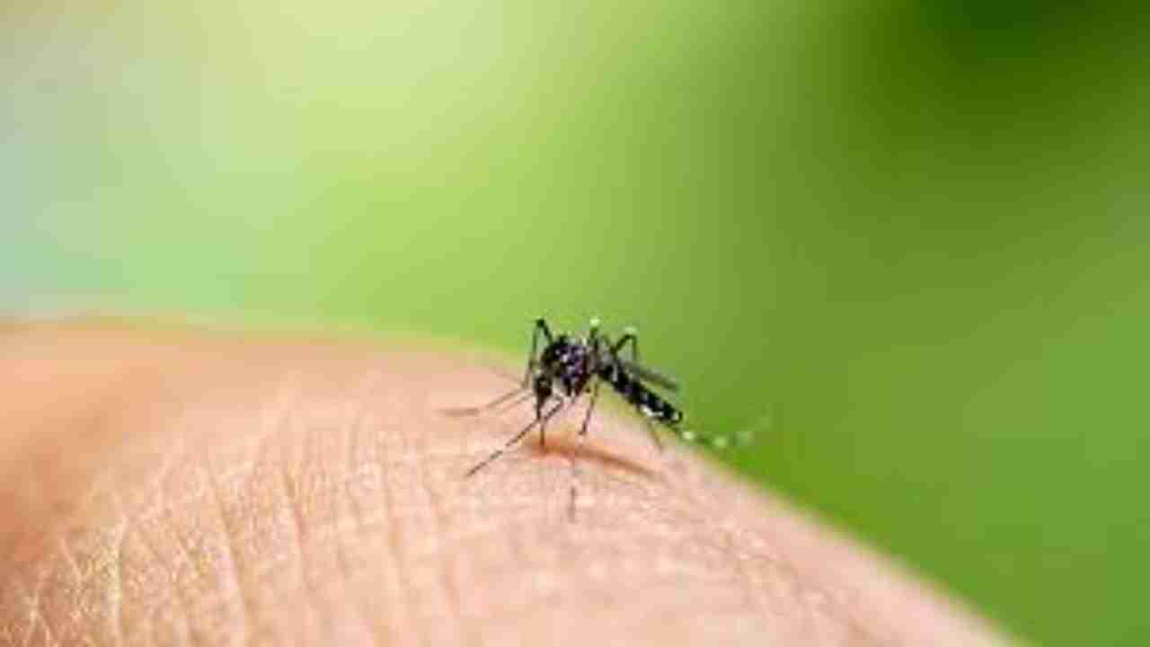 Dengue outbreak