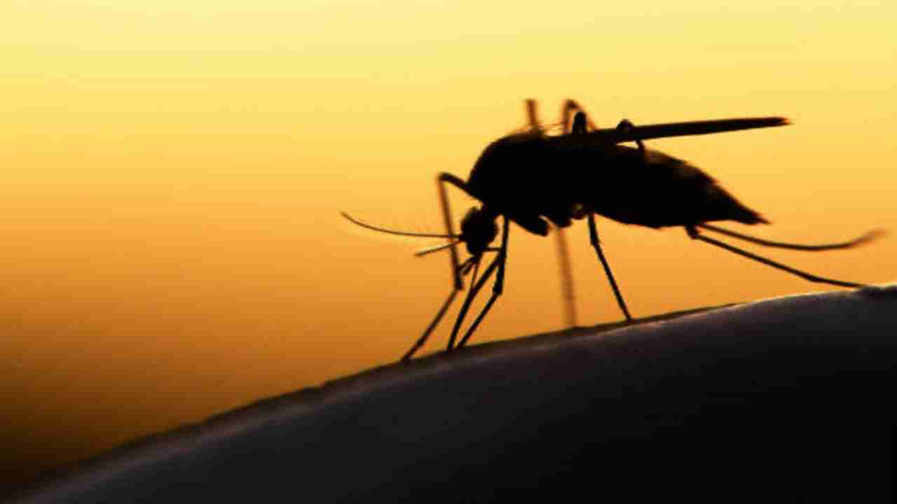 After Dengue, Chikungunya cases surge in India; here's how you can take precautions against mosquito virus