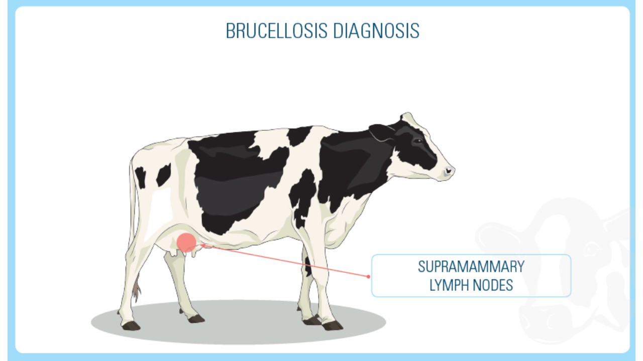 Brucellosis Infection