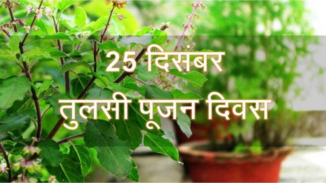 Tulsi Pujan Diwas 2021: How is it celebrated? Know the benefits of ...