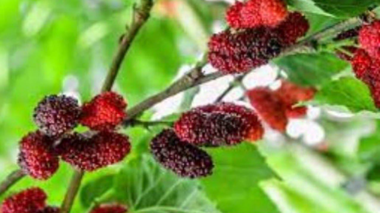 Is Mulberry healthy for you? From nutritional facts to benefits, here's what you need to know