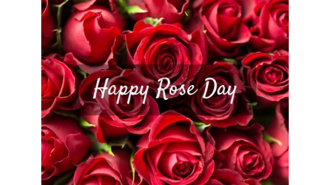 Happy Rose Day 2022: Wishes and quotes to share with boyfriend, husband, girlfriend, wife, and parents