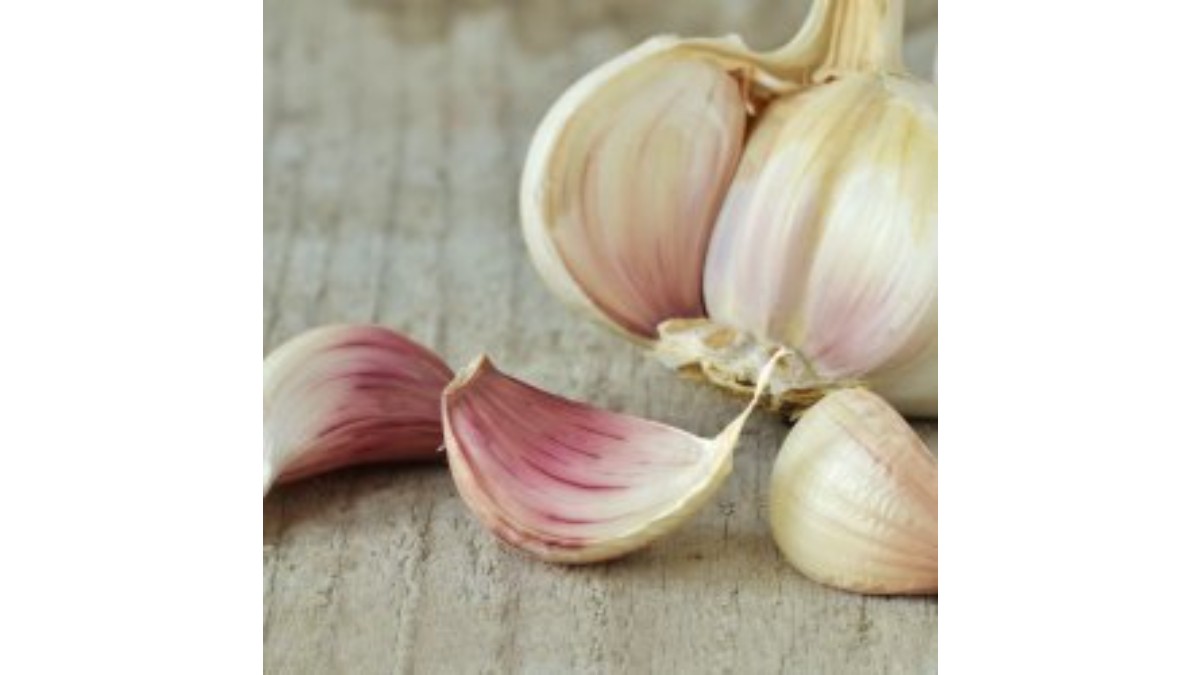Madhya Pradesh: Farmer sells garlic for just Rs 3 per kg