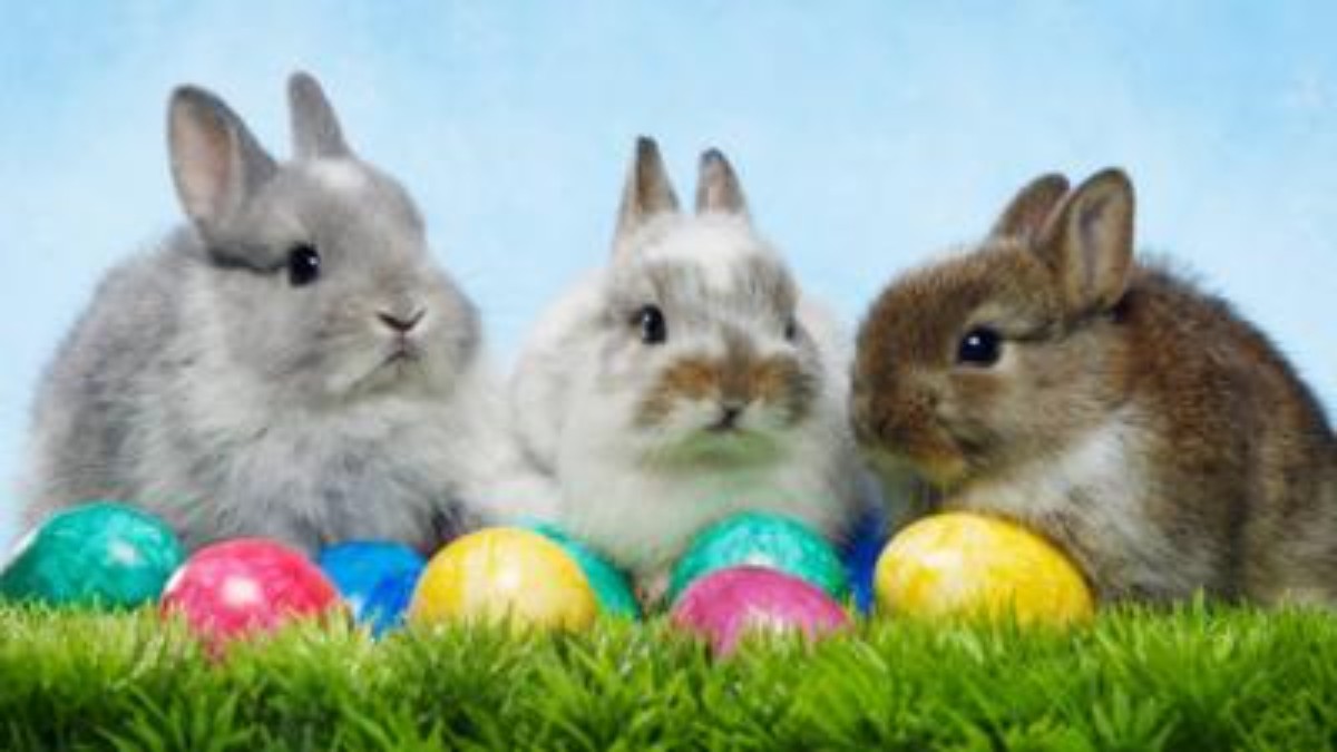 Resurrection Sunday 2022: How are eggs and rabbits related to Easter?