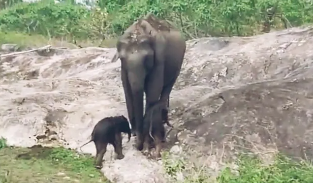 Elephant playing with Its newborn twin calves
