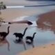 Video of baby dinosaurs running on beach is going viral: Are those really dinosaurs? Here's the truth