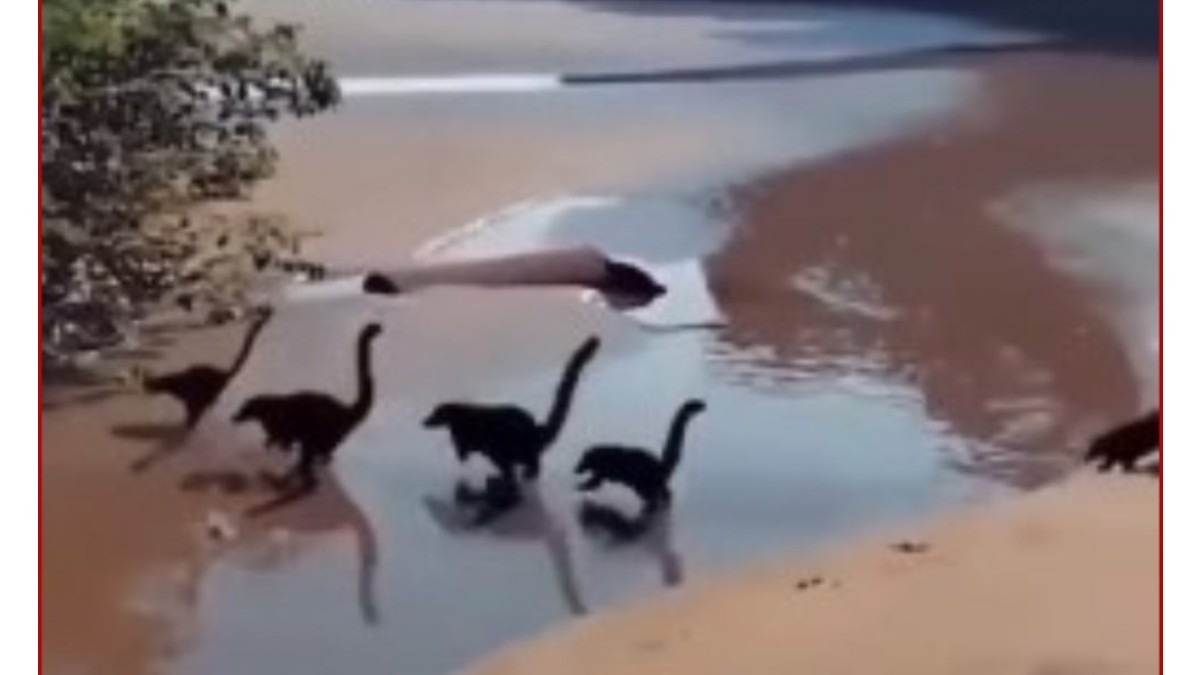Video of baby dinosaurs running on beach is going viral: Are those really dinosaurs? Here's the truth