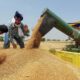 wheat export ban