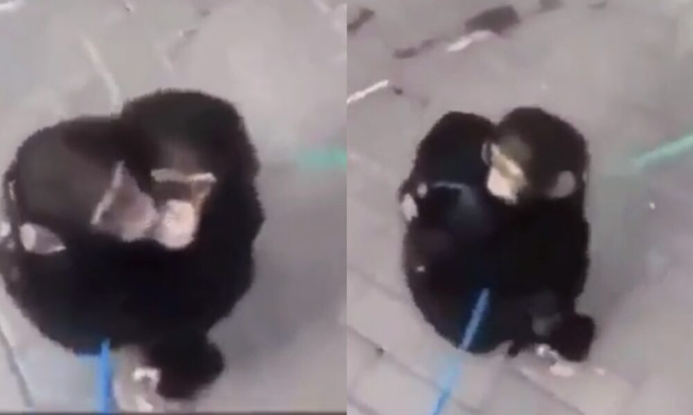 Chimpanzee siblings reunite