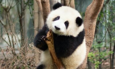 panda adorable videos