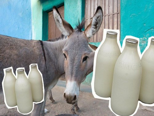 Karnataka Donkey farm