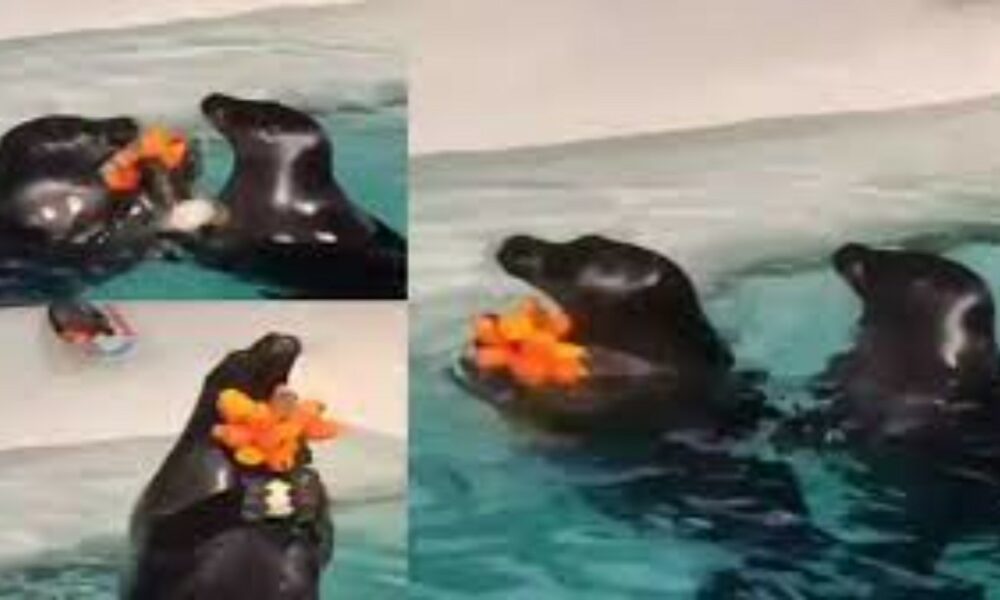 Seal gives orange tulips