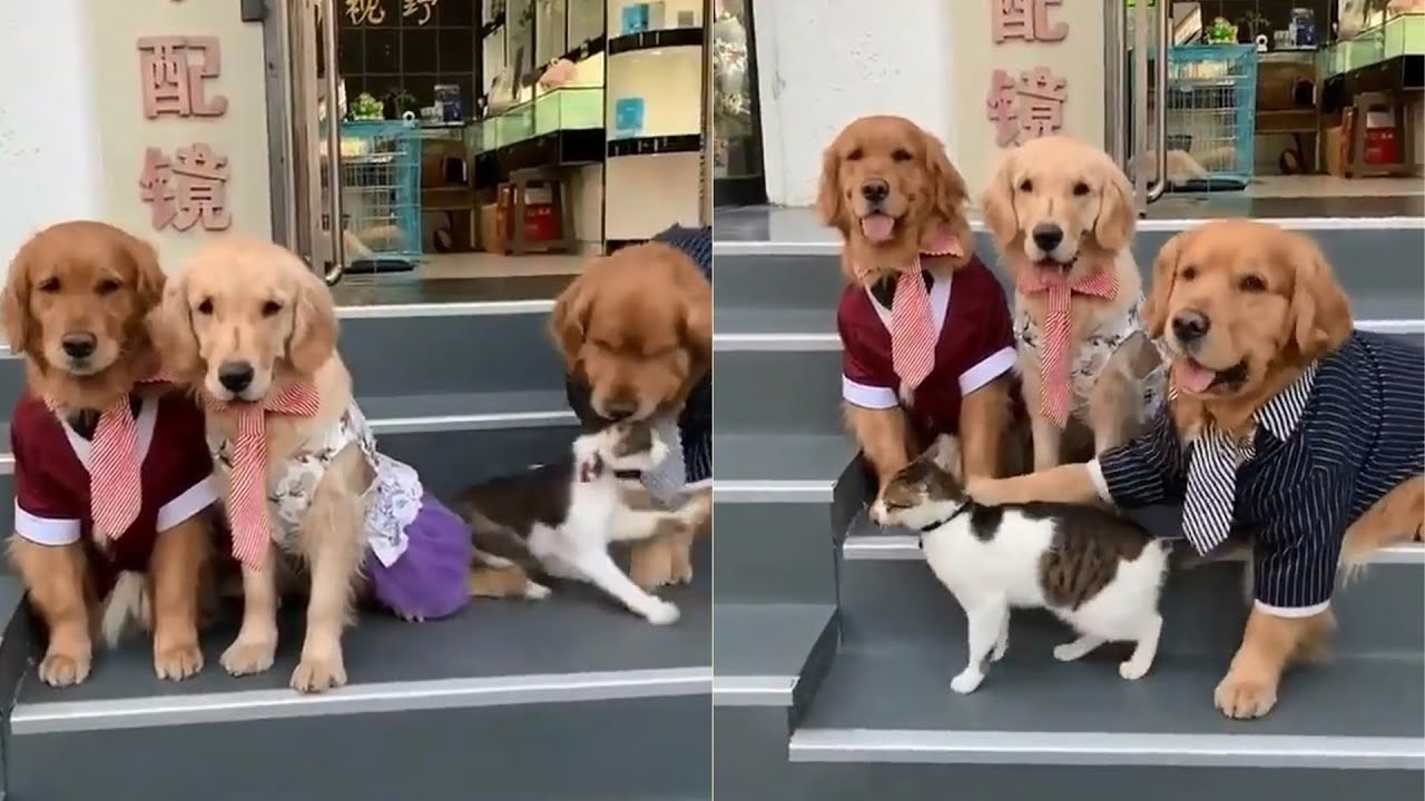 Viral: Meet the drama kitten who refuses to be part of Golden Retriever family photograph | WATCH