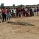 Villagers capture crocodile