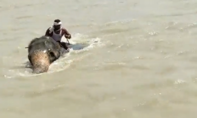 Elephant soldiers through swollen Ganga in Bihar