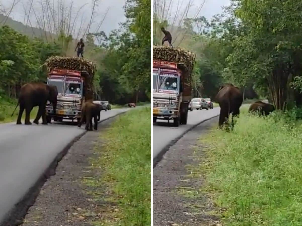 Elephants block truck's way for sugarcane feast