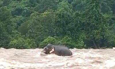 elephant crossing a flooded river in Kerala