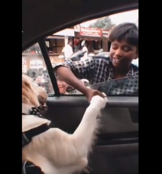 Boy selling balloon at red light welcomed by dog