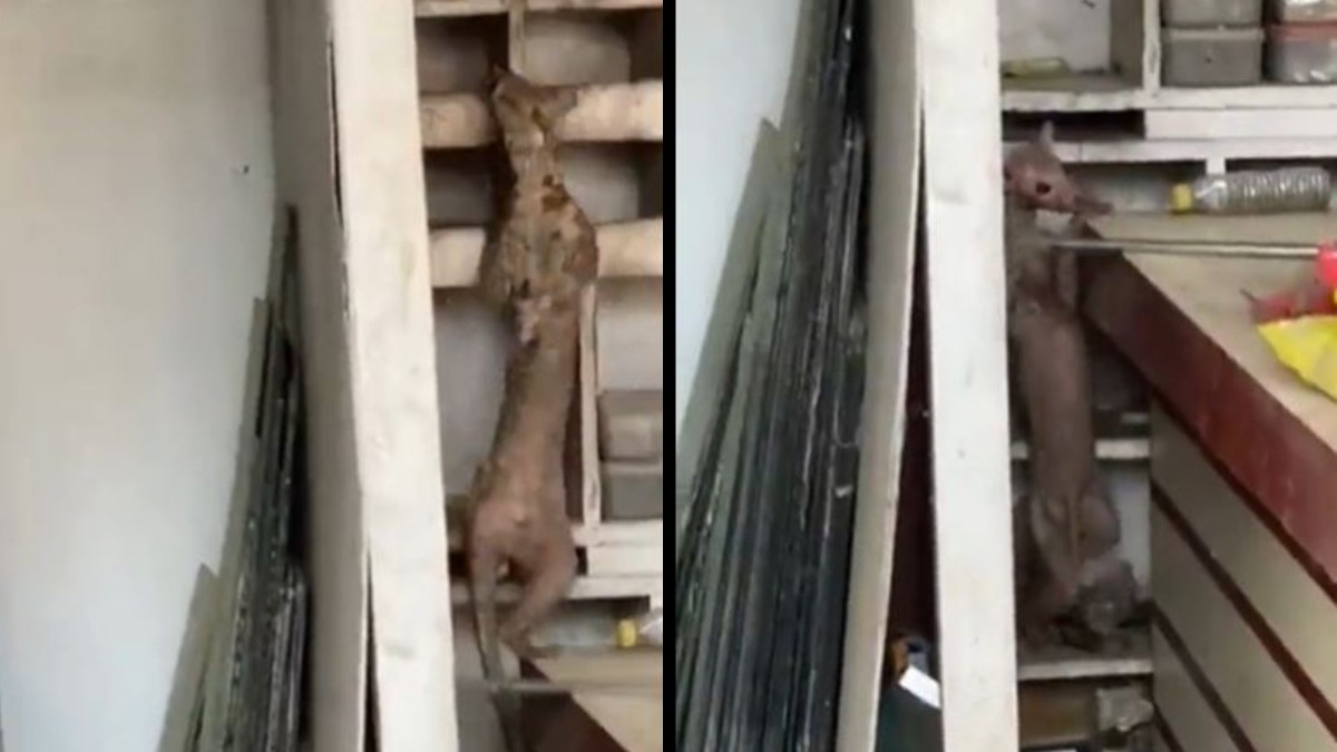 Civet cat spreads panic in Bihar