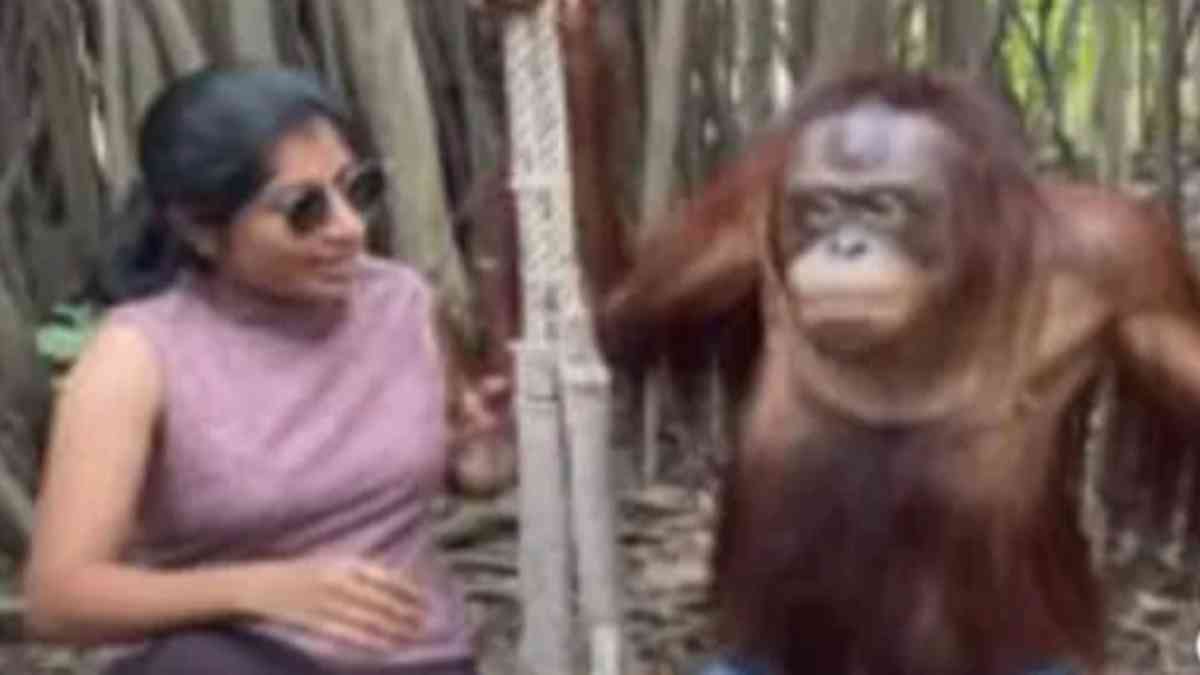 Chimpanzee kisses woman