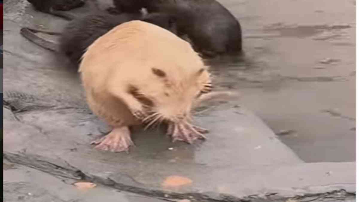 Beaver viral video