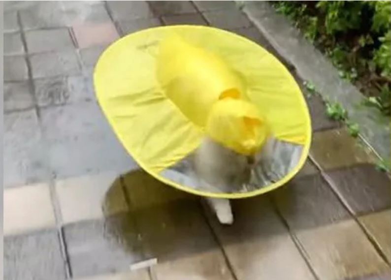 raincoat dog video