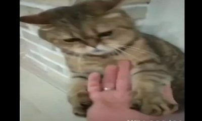 Cat fighting